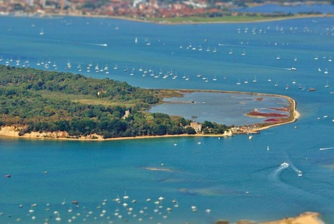 Outbreak of avian flu on Brownsea Island affects nearly 600 birds